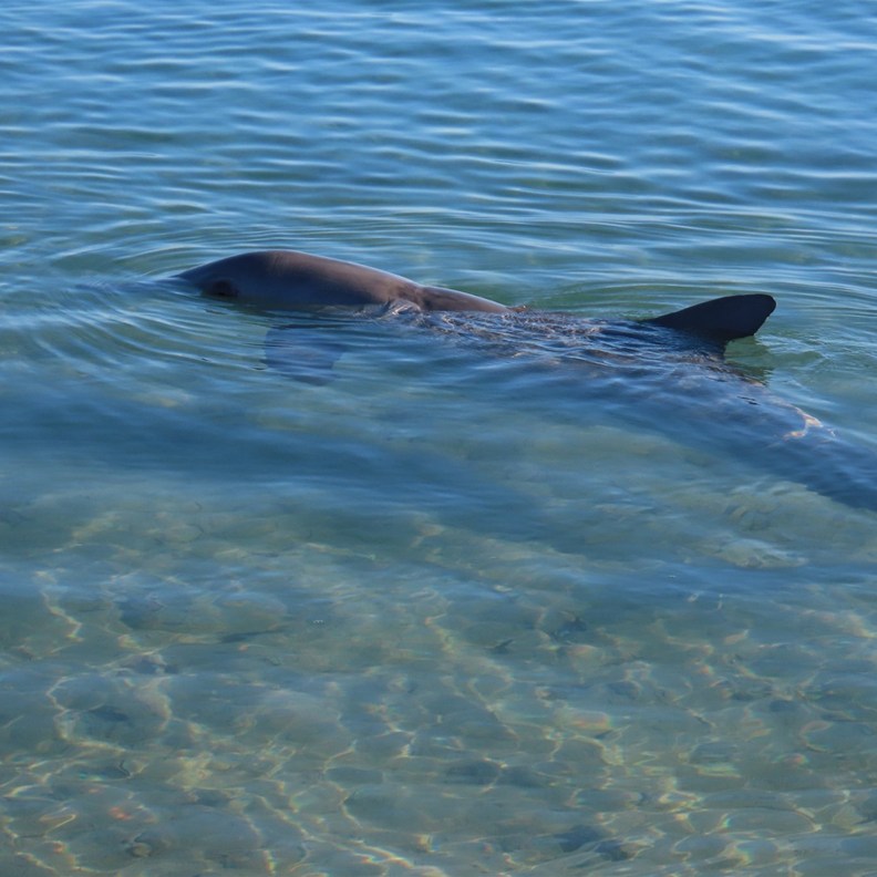 Dolphin