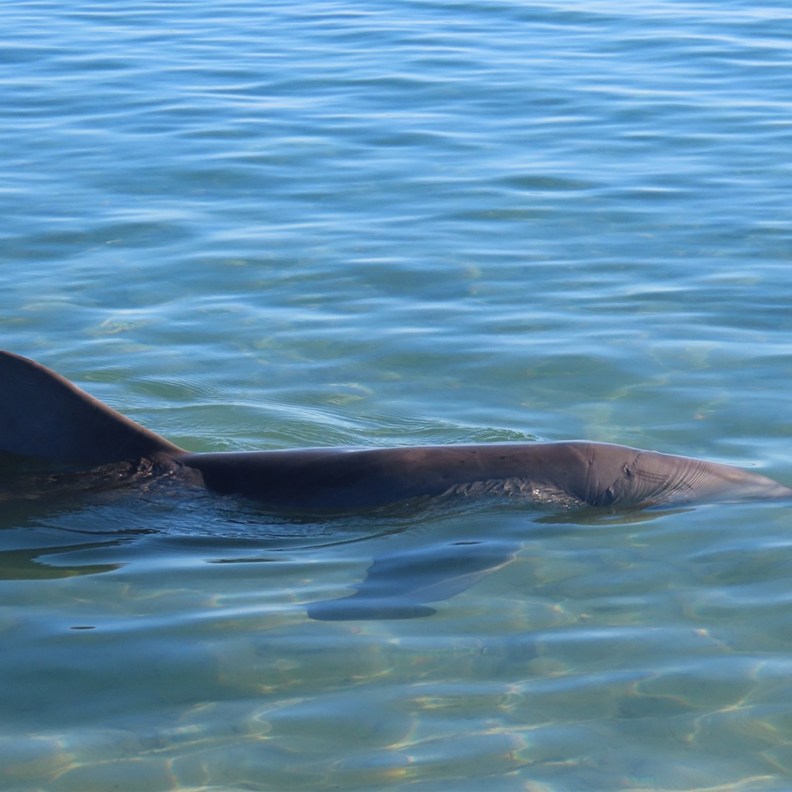 Dolphin 2