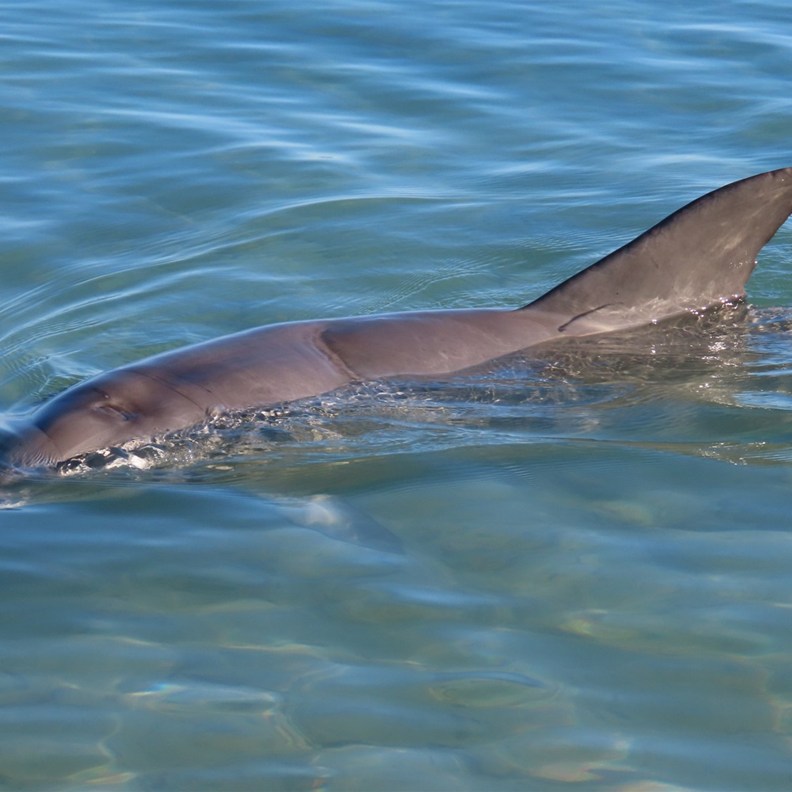 Dolphin 3