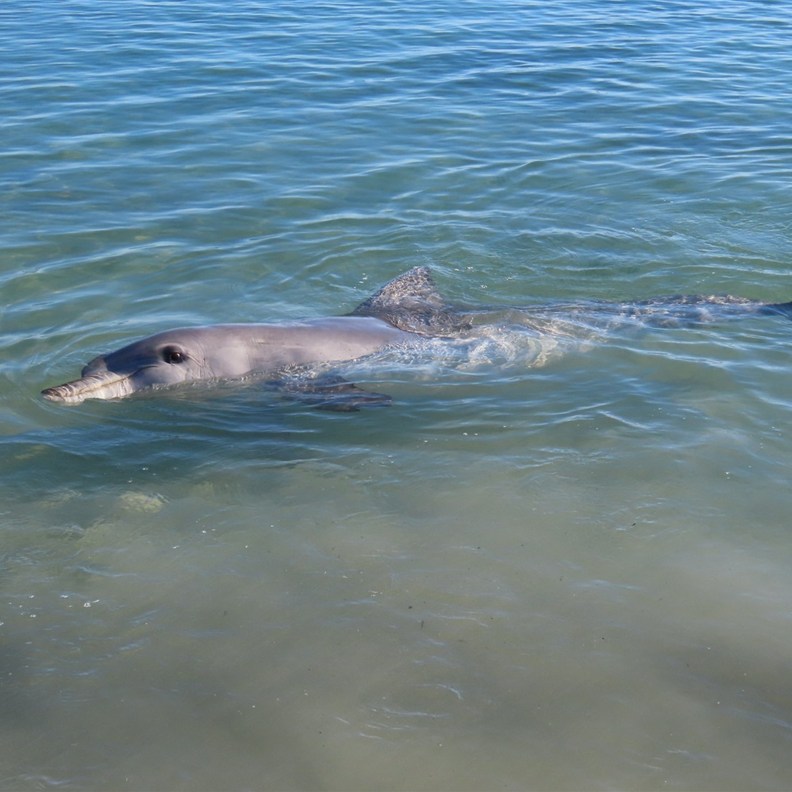 Dolphin 4