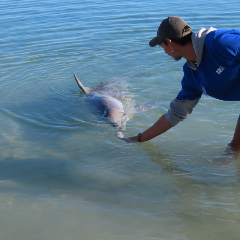 Dolphin 5