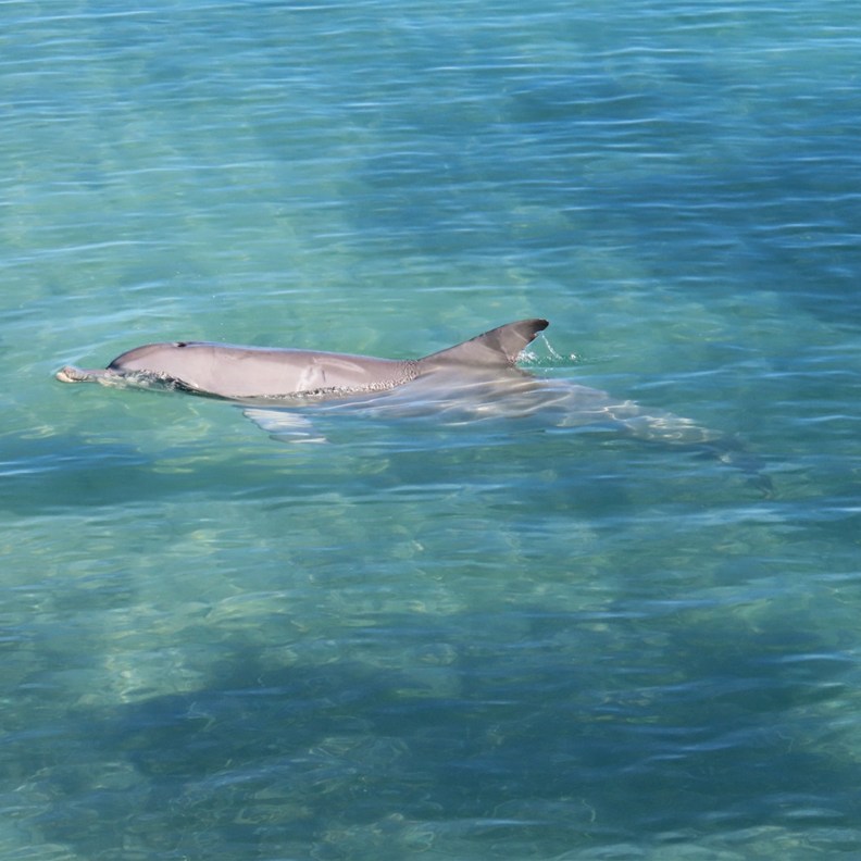 Dolphin 6