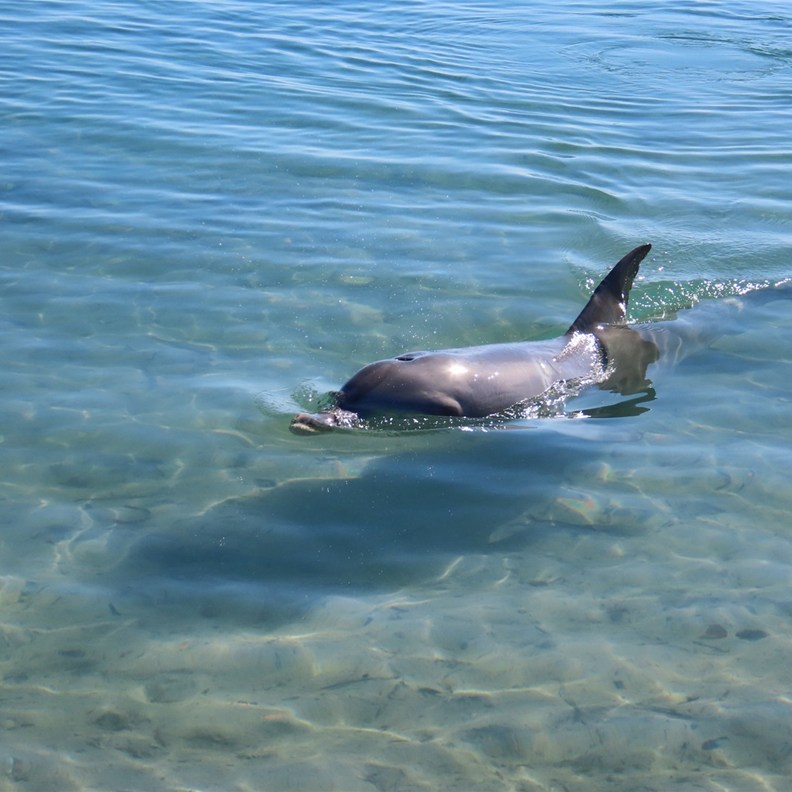 Dolphin 7