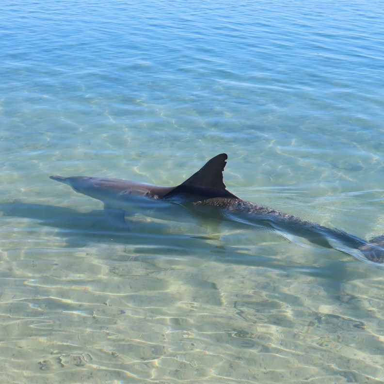 Dolphin 8