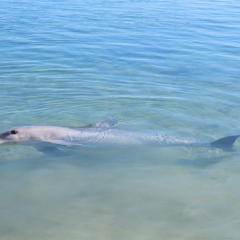 Dolphin 9