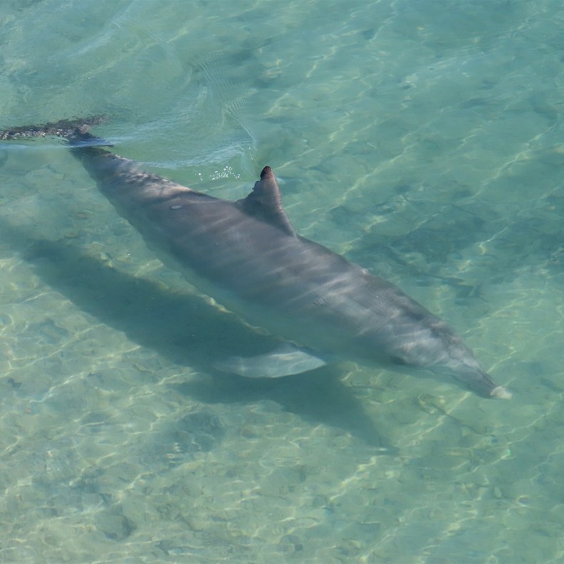 Dolphin 10