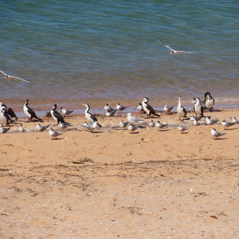 Pied Cormorants & Crested Tern