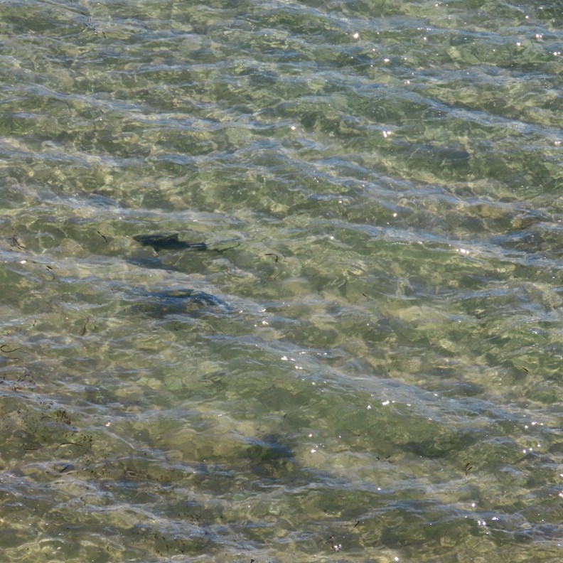Sharks
