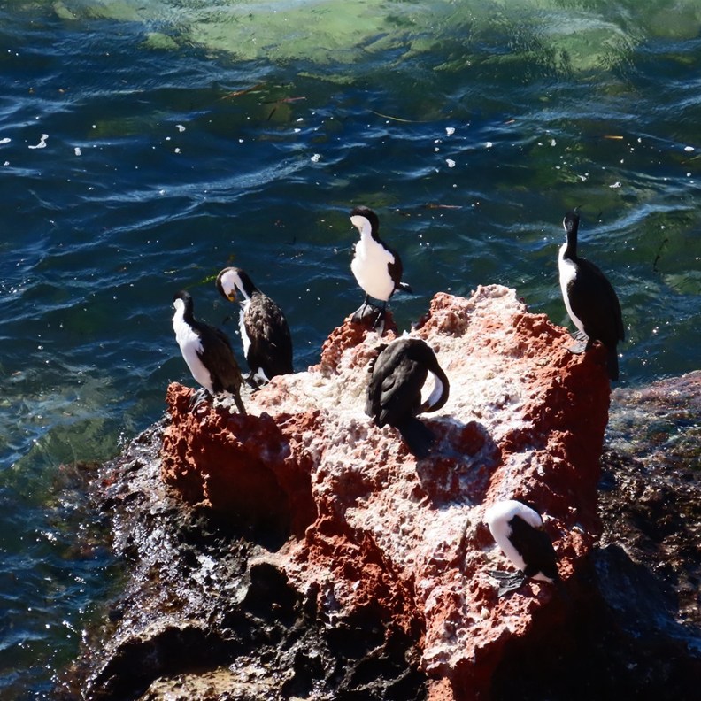 Pied Cormorants