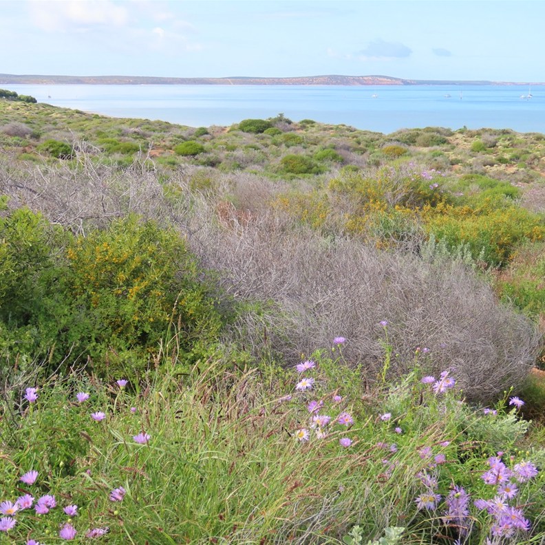 Denham Lookout