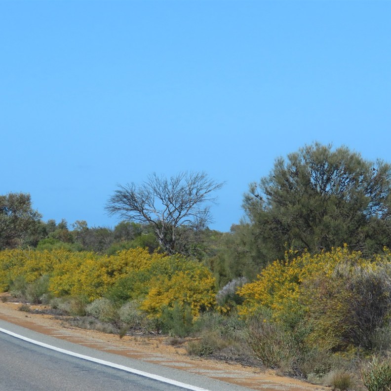Wildflowers on the way to Geraldton