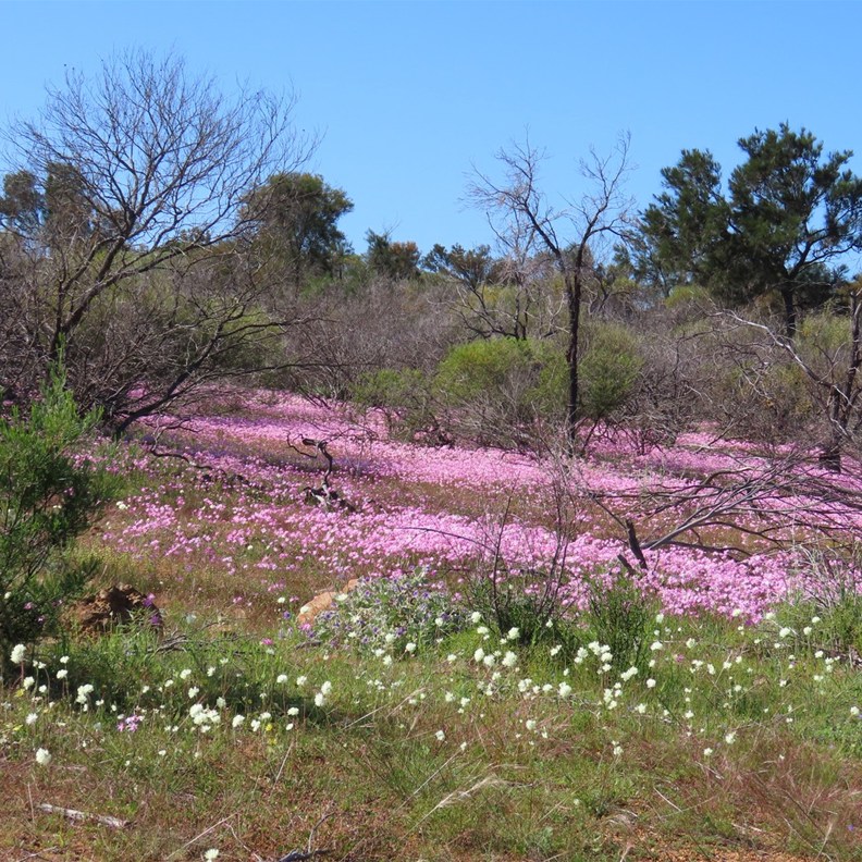 Wildflowers on the way to Geraldton 2