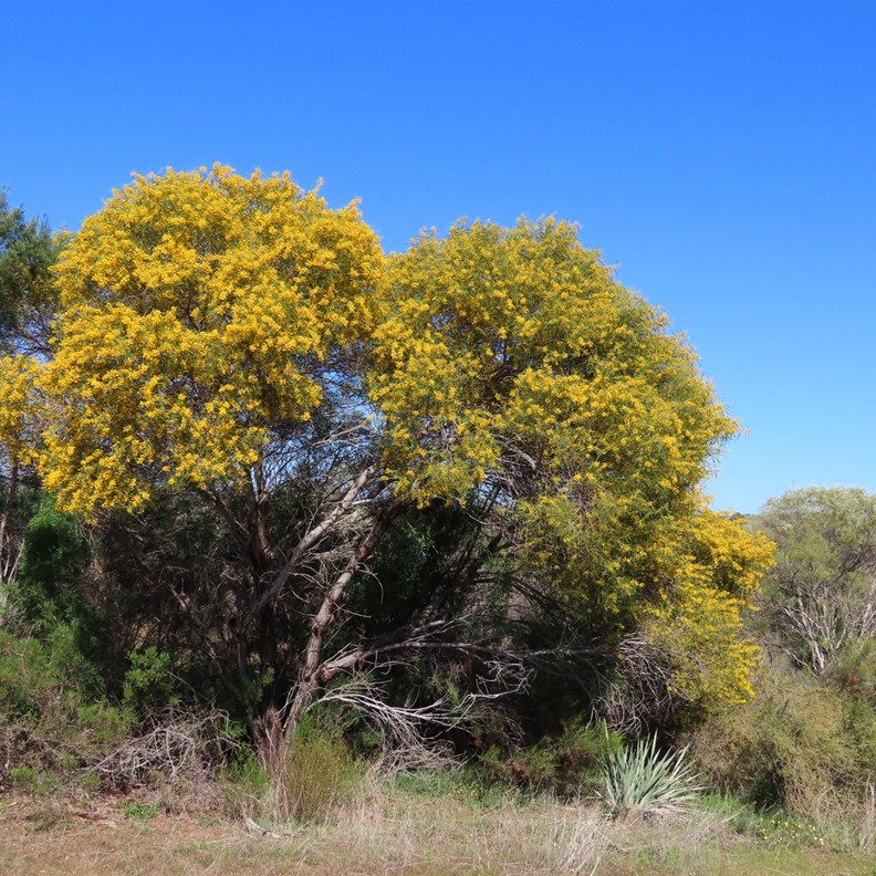 Wildflowers on the way to Geraldton 3