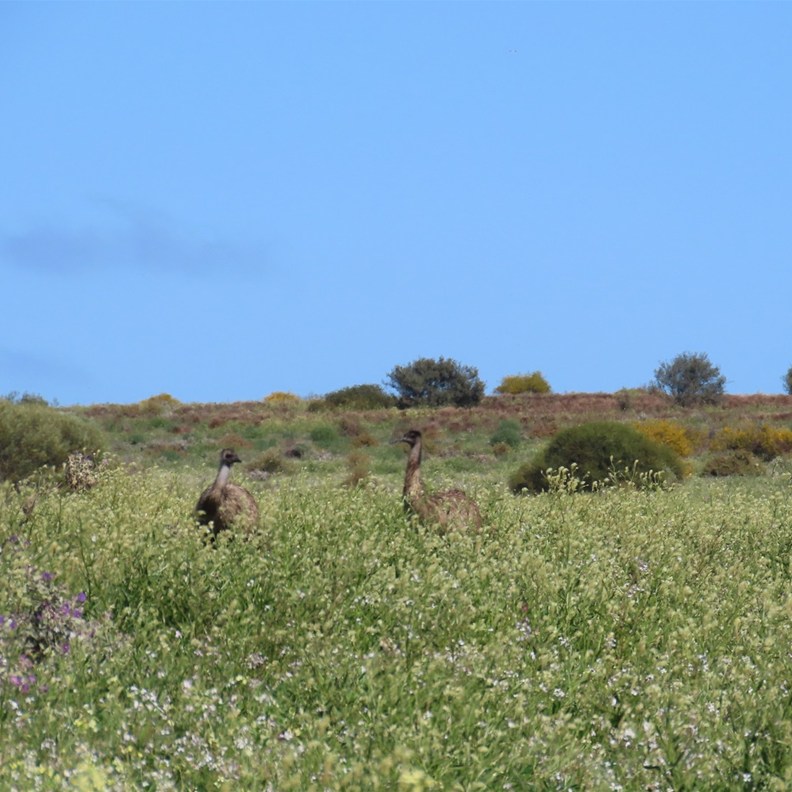 Emus amongst the Wildflowers