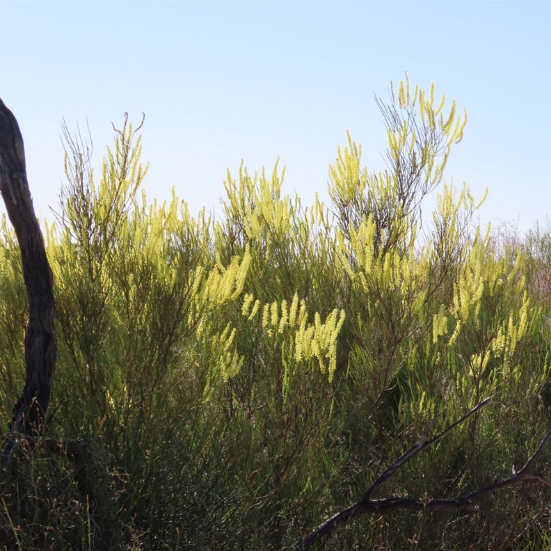 Honey Grevillea