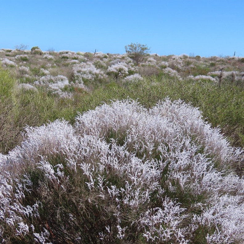 Kalbarri National Park 2