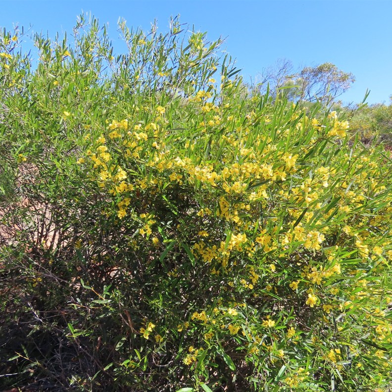 Desert Cassia