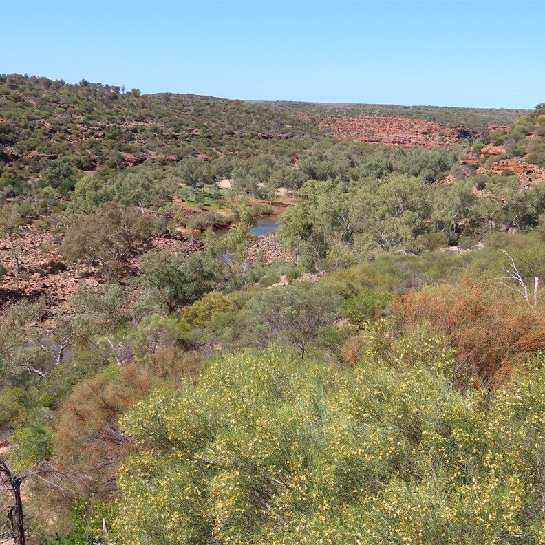 Ross Graham Lookout