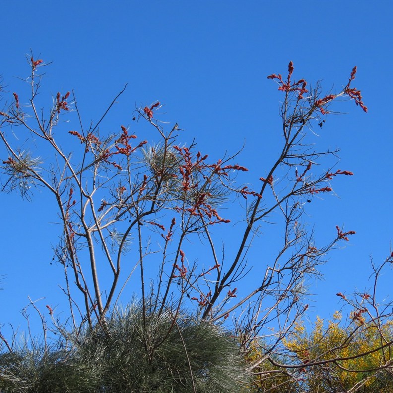 Desert Grevillea