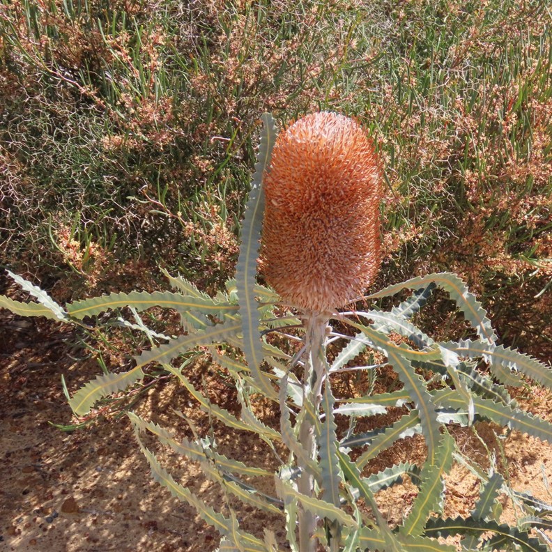 Ashby's Banksia