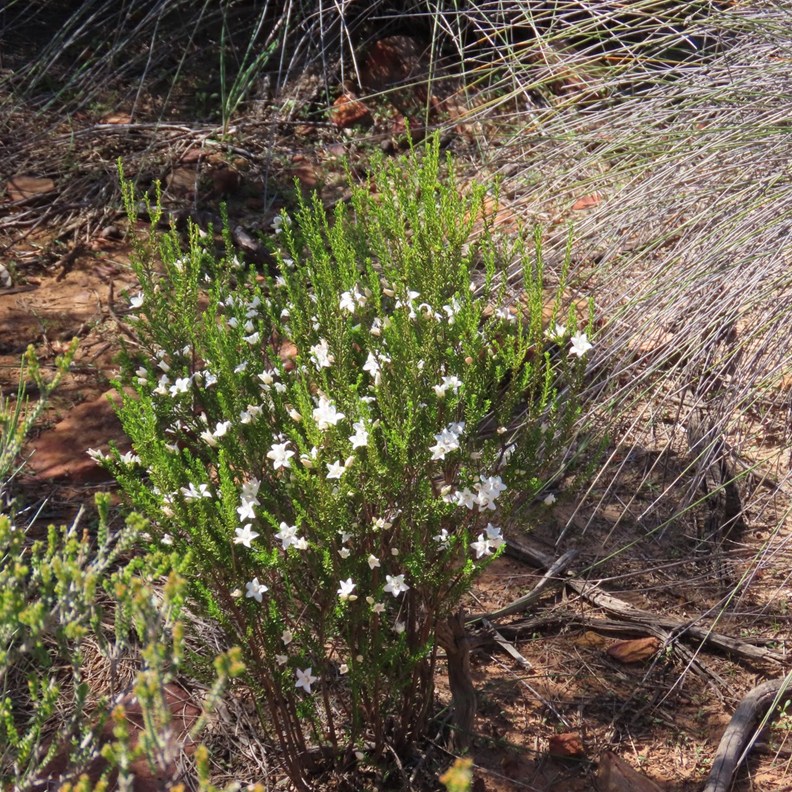 Heath Myrtle