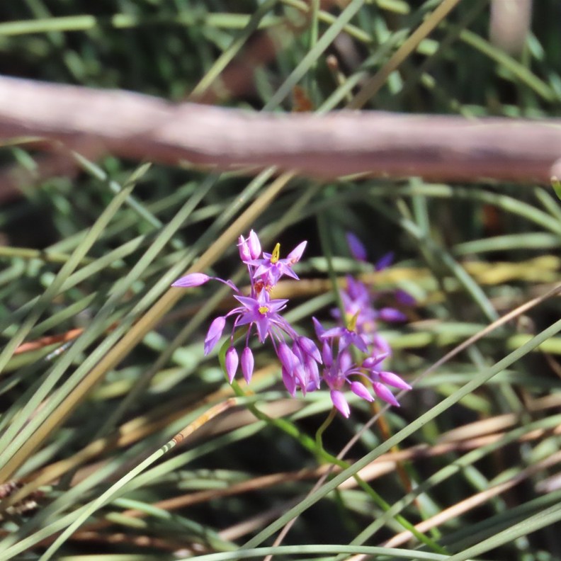 Tinsel Lily