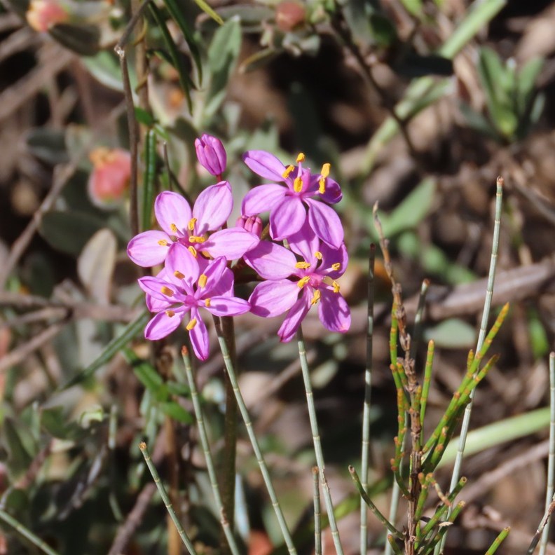 Pink Fairy Orchid