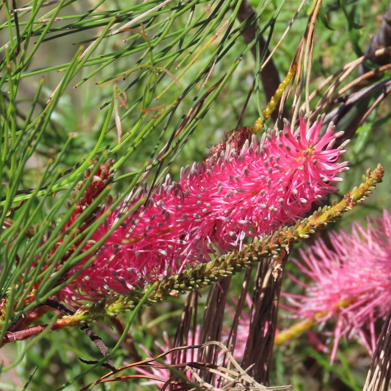 Cliff Net-bush