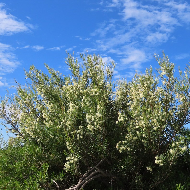 Hakea