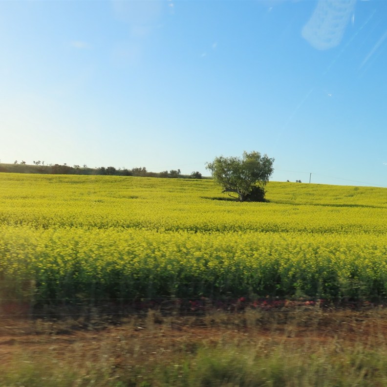 Road on the way to Geraldton 2