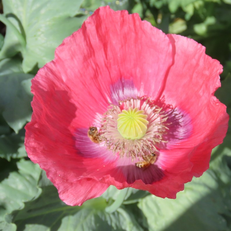 Poppy in Jeanette's Garden