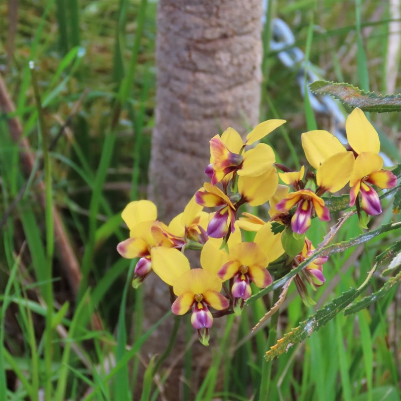 Pansy Donkey Orchid