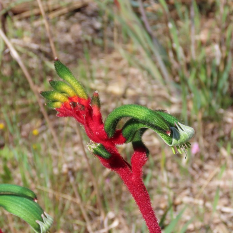 Red and Green Kangaroo Paw