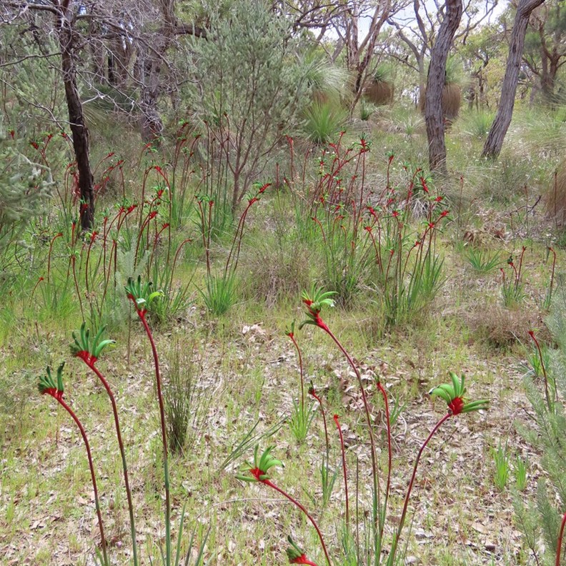 Red and Green Kangaroo Paws 2