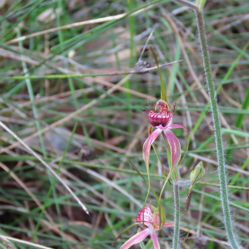 Carousel Spider Orchid