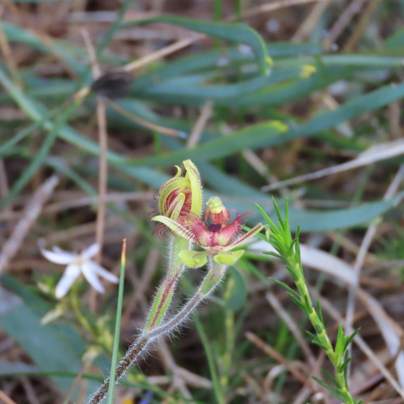 Dancing Spider Orchid