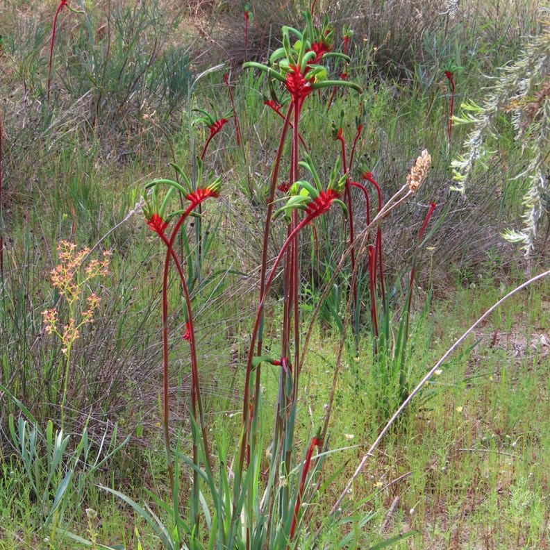 Kangaroo Paw