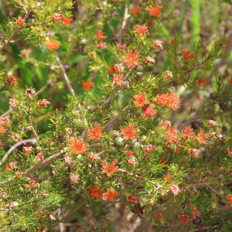 Sandplain Bottlebrush