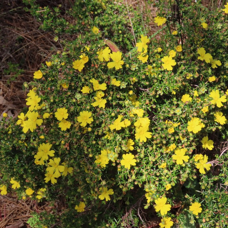 Buttercups