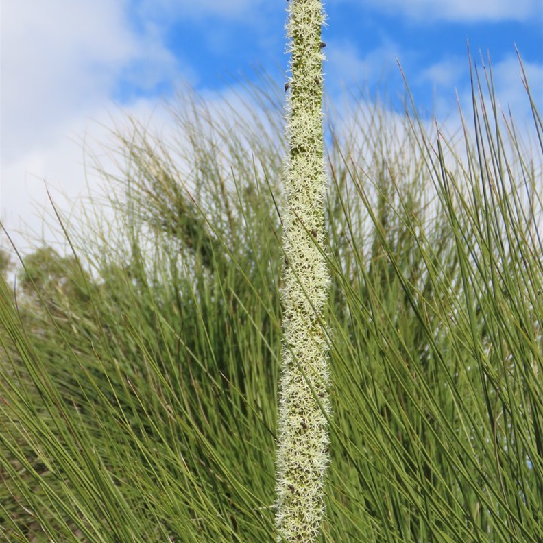Grasstree Flower