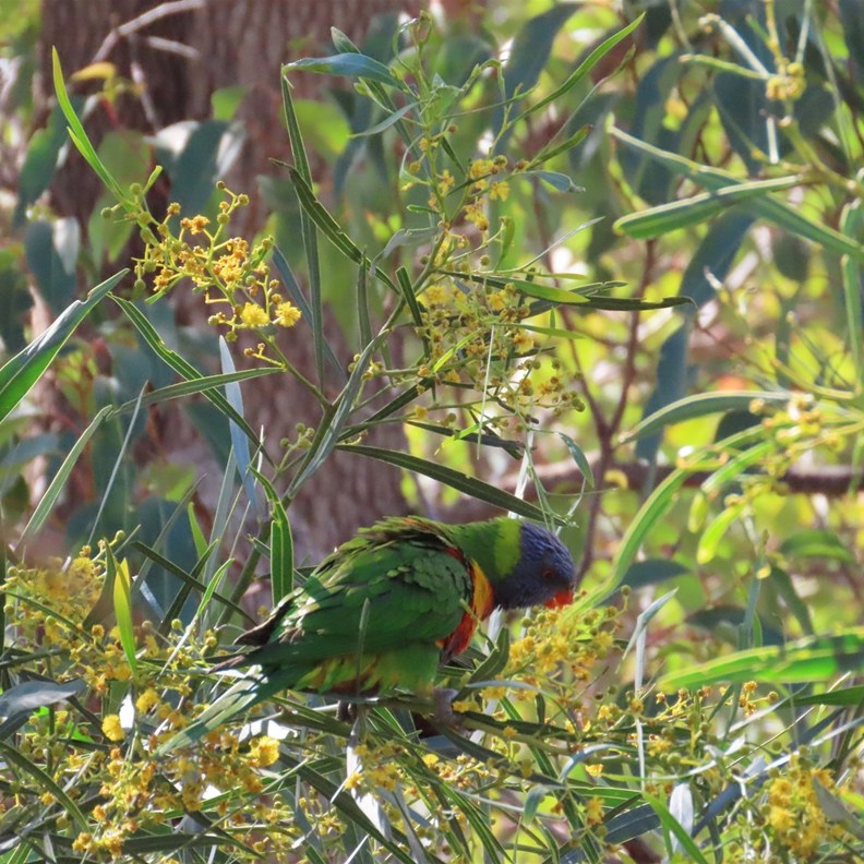 Rainbow Lorikeet