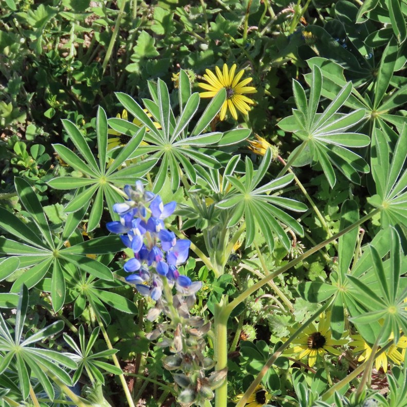 Narrow-leafed Lupin