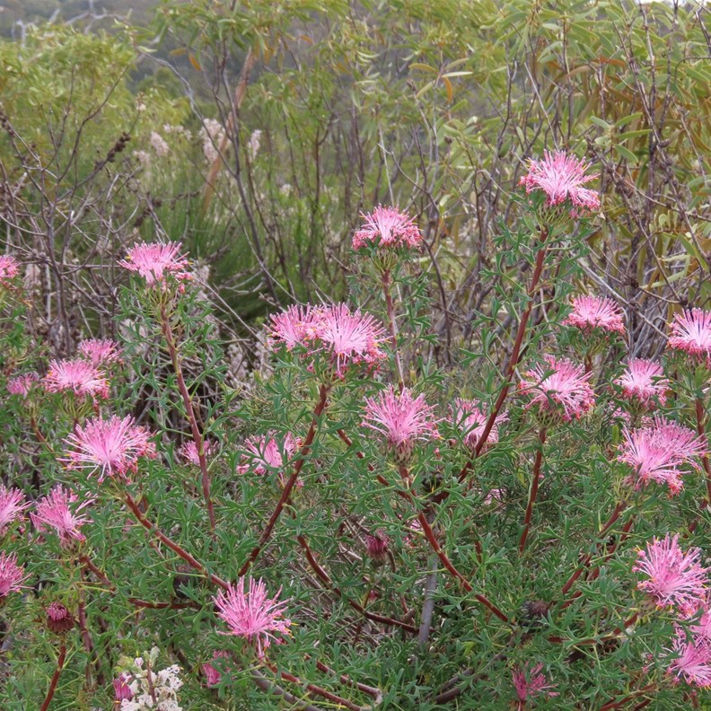 Rose Coneflower