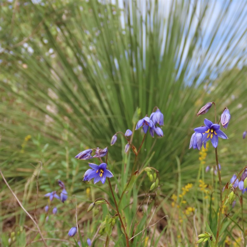 Blueberry Lily