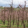 Day 85 Araluen