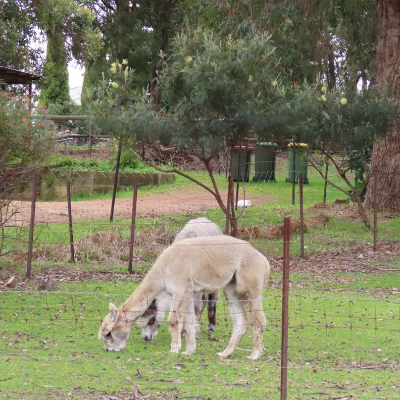 Alpacas