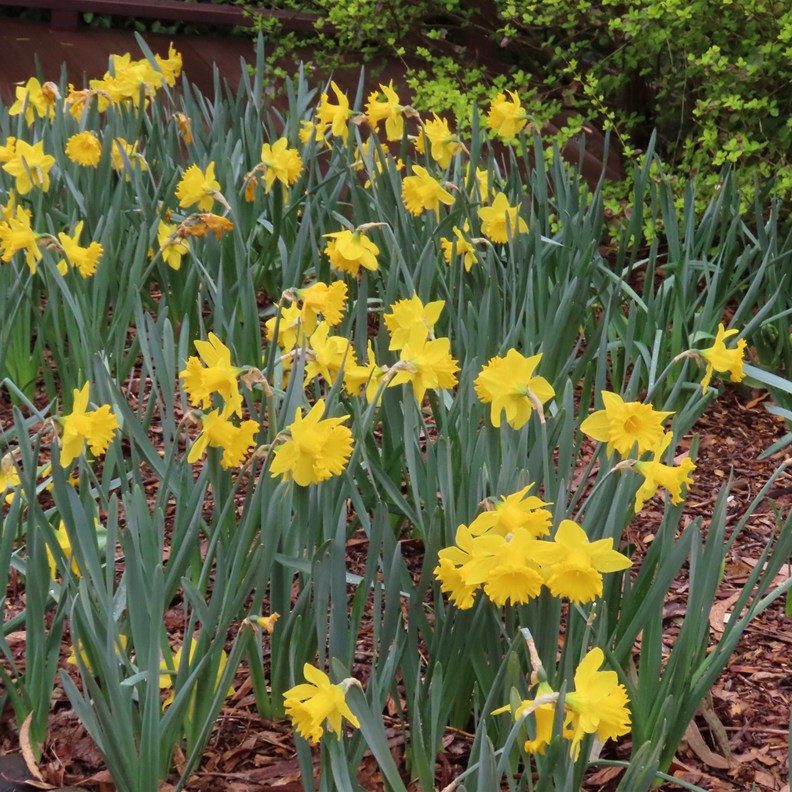 Daffodils