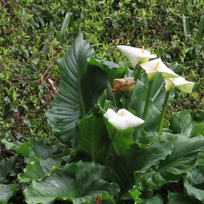 Arum Lily
