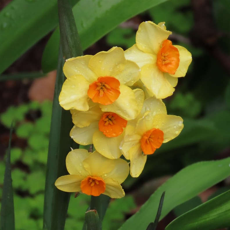 Jonquil
