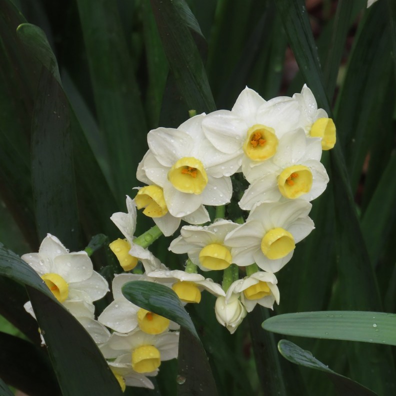 Paperwhite Jonquil